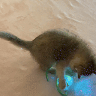 Magic Rolling Cat Ball